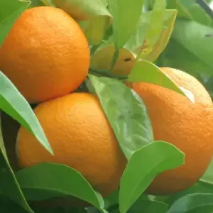 Orange amère (Citrus aurantium)