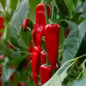 Poivre de Cayenne (Capsicum annum)