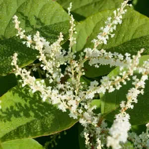 Resvératrol (aus Polygonum cuspidatum)