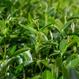 Thé vert (Camellia sinensis)